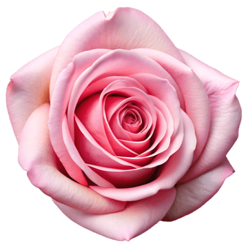 Black Rose  Safety &  Inspections